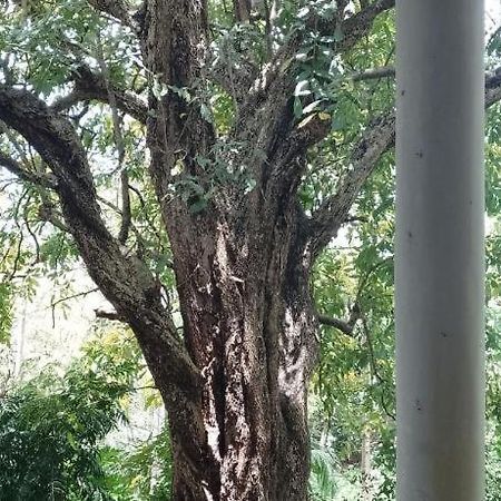 Kon Tree Shade Lägenhet Dambulla Exteriör bild